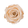 "Abitur 2024" infinity Rose