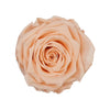 "Abitur 2024" infinity Rose