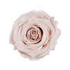 "Abitur 2024" infinity Rose