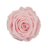 "Beste Mama" infinity Rose