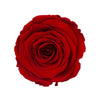 "Abitur 2024" infinity Rose